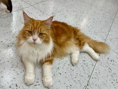 -喵园·猫主题咖啡厅·撸猫·猫咖(国贸店)