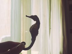 -三亚御海棠豪华精选度假酒店