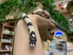 -藦茜花园宠物主题亲子互动体验馆(国顺东路店)