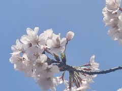 -高东镇樱花园