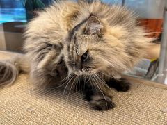 -米乐乖乖猫咪咖啡馆·猫咖(深圳湾后海汇店)