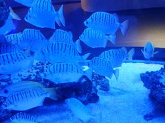 -上和臻品中国菜(花园街店)