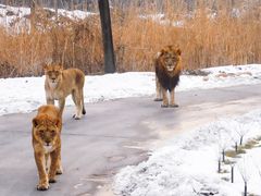 -北京野生动物园