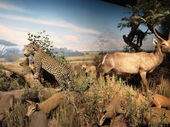 -陕西自然博物馆