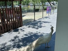 -J Create城市露营咖啡·简餐·宠物(上海动物园店)