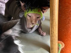 -平行世界·猫咖(首经贸店)