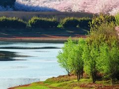 -高东镇樱花园