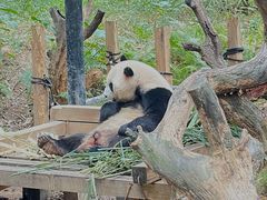 -广州长隆野生动物世界