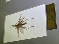 -上海昆虫博物馆