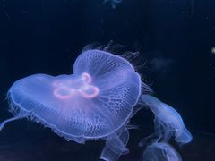 -欢乐海岸海洋奇梦馆