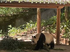 -中国大熊猫保护研究中心雅安碧峰峡基地