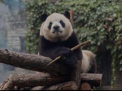 -成都大熊猫繁育研究基地