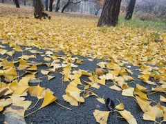 -国家植物园南园