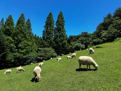 -神户市立六甲山牧场