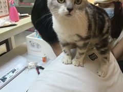 -lincat·猫舍(广州店)