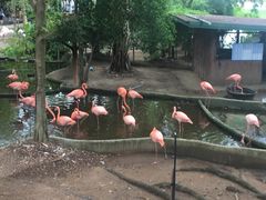 -清迈夜间动物园