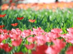 -石家庄市植物园
