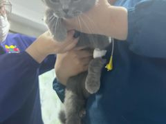 -A猫a狗全科·犬猫异宠·芥西宠物医院(南开总院)