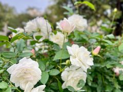 -人民公园(罗湖区)