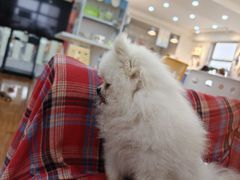 -汪说·狗咖·拼豆·宠物周边DIY(旺城大厦店)