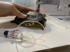 -瑞派名望24h动物医院异宠专科·猫专科·骨科·重症监护分院