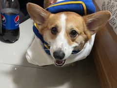 -瑞派·关忠动物医院·猫专科·犬专科(三环新城店)