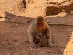 -石家庄市动物园