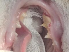 -柏萃动物医院·骨科·牙科