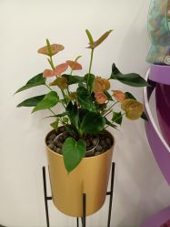 -丰联丽格医疗美容·联合丽格眼整形中心