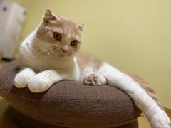 -Meowの猫咖(万家丽店)