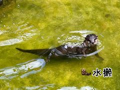 -灵玲国际马戏城