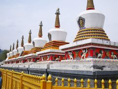 -塔尔寺菩提树