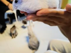 -我爱猫咪·猫咖·狗咖·安哥拉兔·羊驼咖(小寨华旗店)