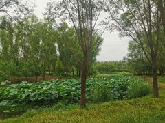 -东郊湿地公园