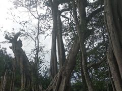 -瑞丽独树成林风景区