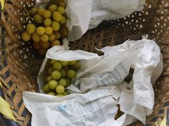 -马陆小张葡萄园农家乐