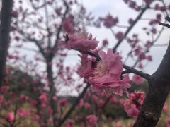 -张坝桂圆林公园