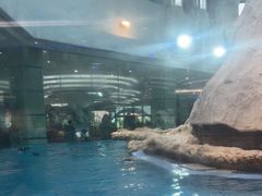 -帝企鹅自助餐厅•儿童岛•真企鹅(长隆企鹅酒店)