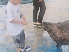 -芜湖新华联大白鲸海洋公园