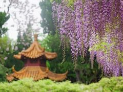 -嘉定紫藤园
