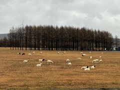 -塞罕坝国家级自然保护区