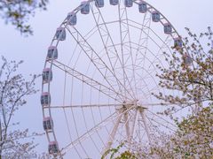 -顾村公园