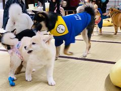 -逗柴咖啡屋·狗咖猫咖宠物桌游