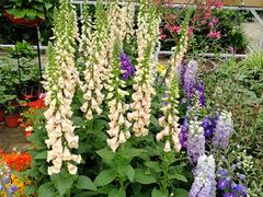 -三圣花乡旅游区