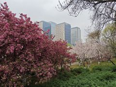 -海棠花溪(元大都城垣遗址公园)