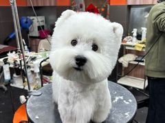 -宠宠熊宠物美容(星湖街店)