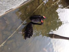 iphone_upload_pic-深圳东部华侨城茵特拉根酒店