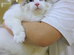 -momokira米努特·德文卷毛猫·棉花面纱犬