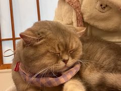 -Let's go狗咖·猫咖·奶狗·桌游(春熙路IFS店)