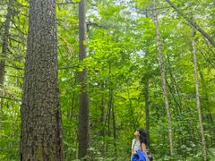 -五营红松林海景区